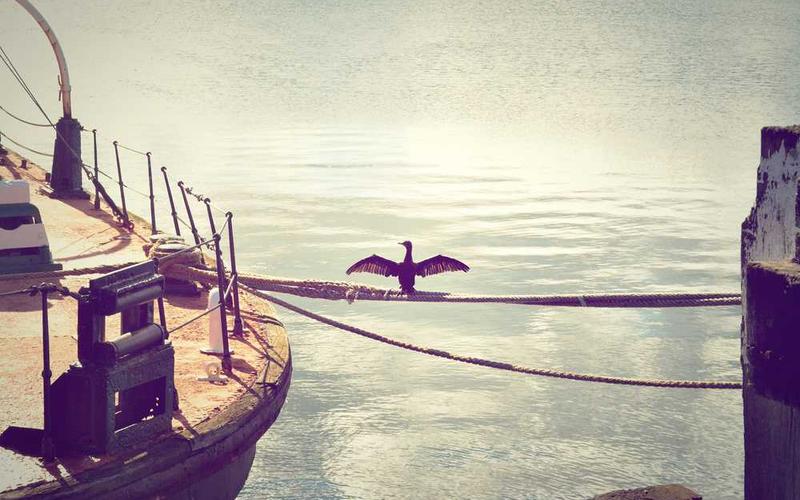 黄瓜种植技术分类